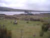 i-p-moutonconnemara.jpg (67451 octets)